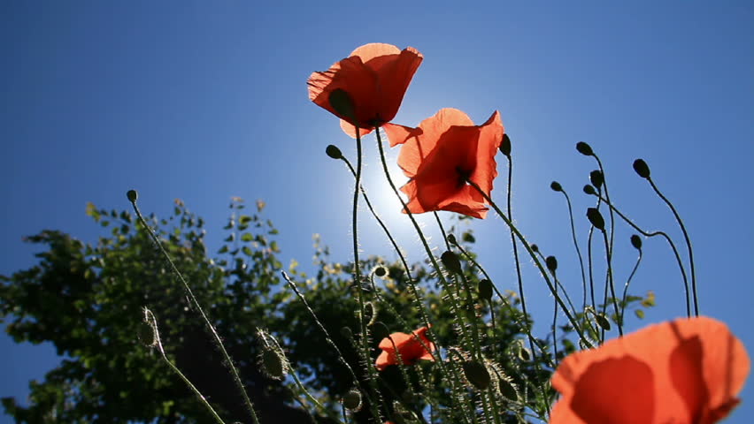 Red poppys on sunshine