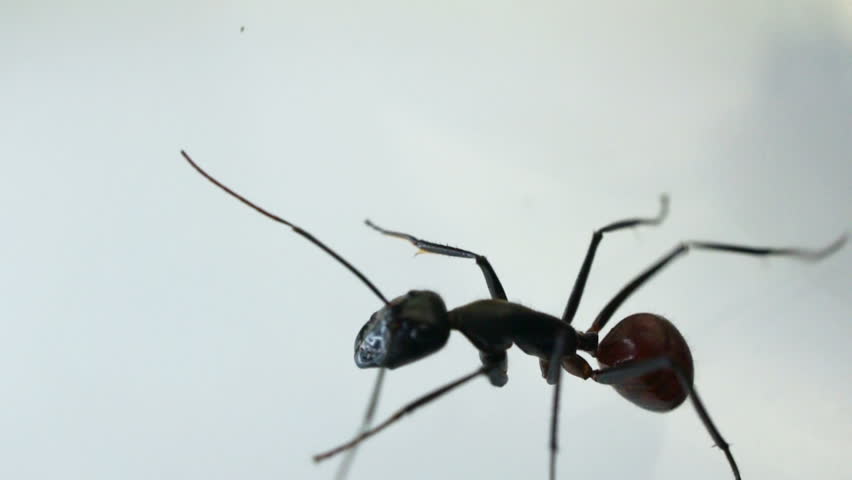 Black ant crawling against white background