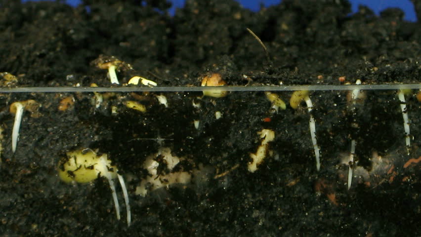 Time-lapse of growing vegetables roots 3 