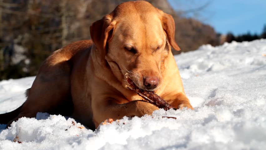 labrador female chews a stick