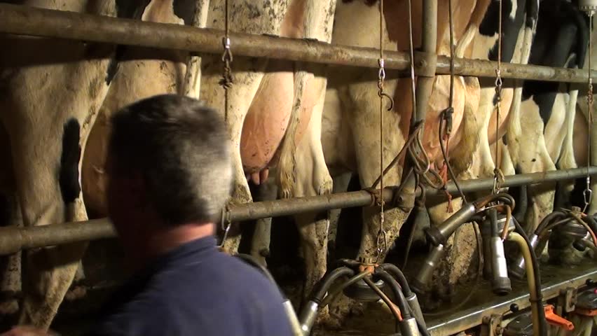 farmer milking his cows with machine