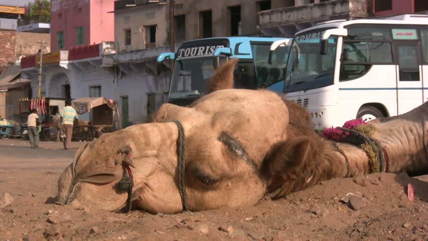 PUSHKAR - 26 APRIL: A camel rests its head in the sand after a day's tough work carrying tourists in Pushkar, India