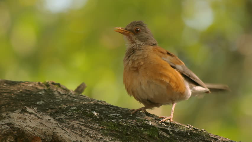 Robin Singing Three Takes (HD). Roufous-backed Robin bird in central Mexico singing to attract a mate. Three takes with ambient audio included. A strand of nest material is hanging on its beak.