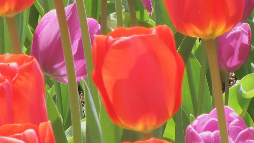 Tulip Garden 