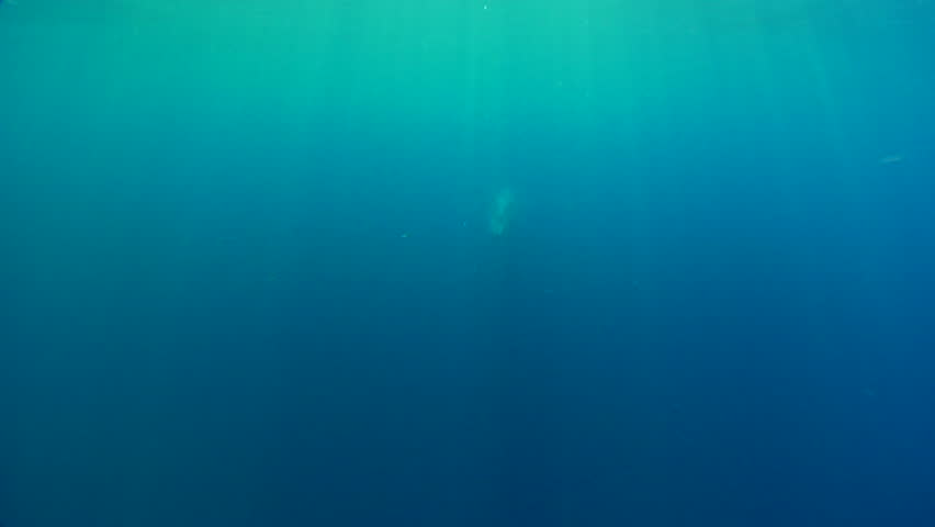 Wild Baleen Whale swimming underwater