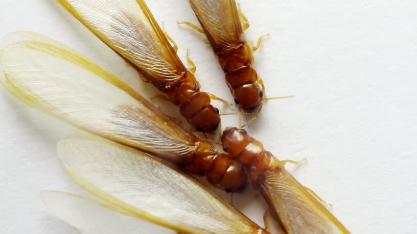 Winged Termites Close Up (HD). Winged dampwood termites seen inside a lab sample box seen from the top. These are migratory specimens which grow wings to find spots to build new colonies.