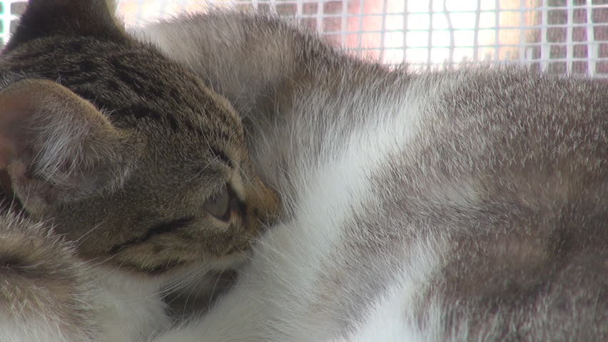 A mother cat feeding her kitten