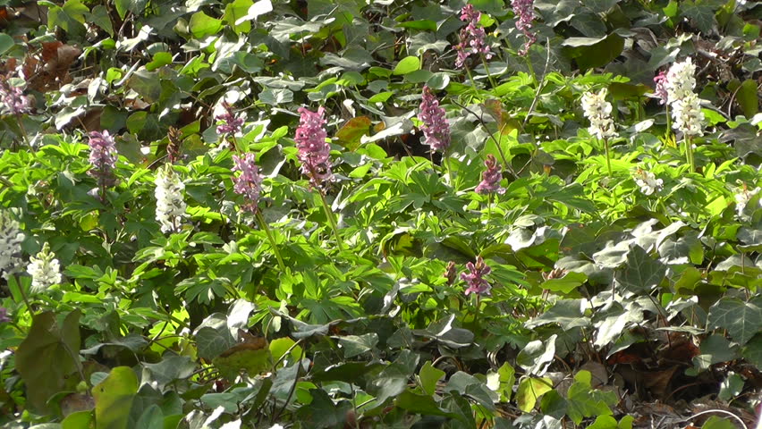 Springtime Wild Flowers