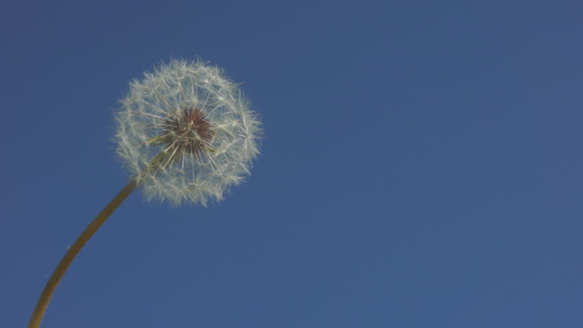 Dandelion swaying in breeze and seeds dispersing into wind on blue sky background