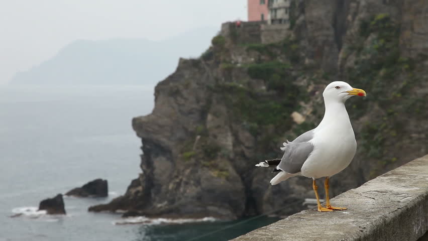 Seagull