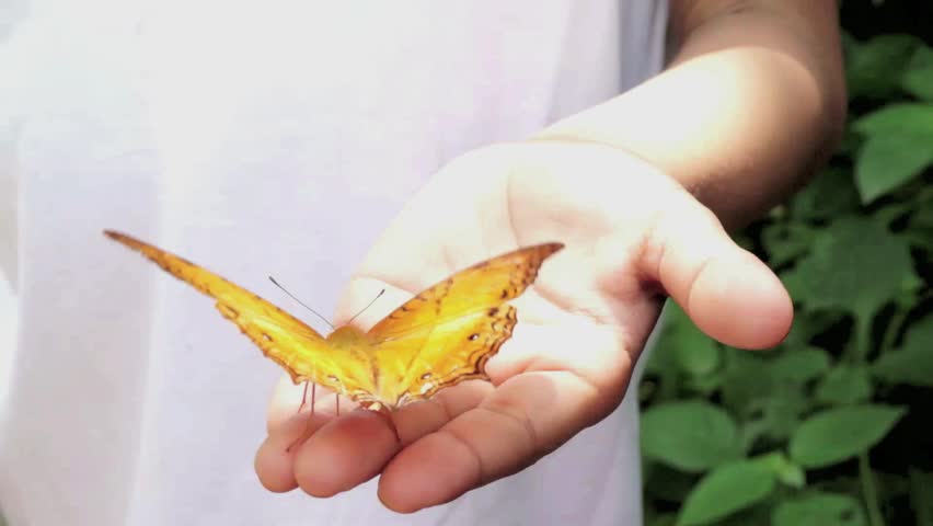 Yellow colored butterfly sitting calmly on young child's hand.
