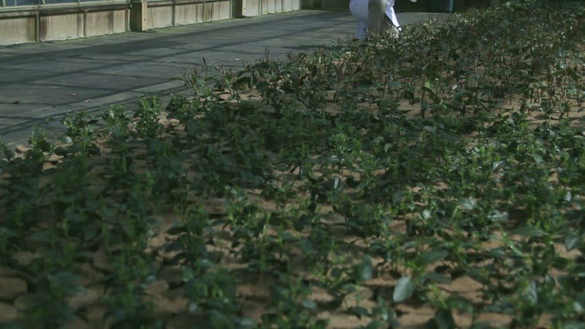 Male Scientist examining flora in a greenhouse