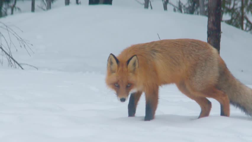 fox