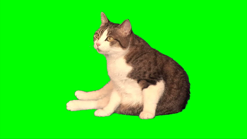 Big cat sits on green screen