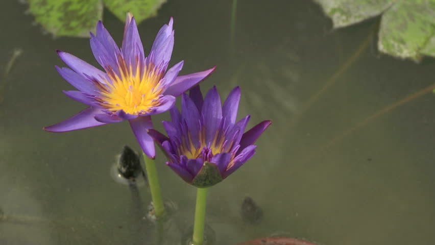 lotus flower time lapse