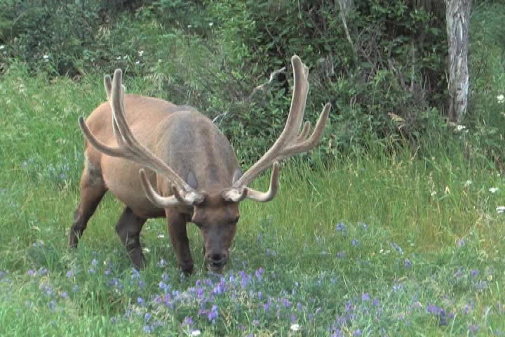 Elk with velvet antlers grazing on summer flowers