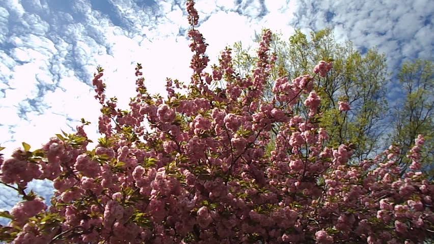 spring magnolia tree 