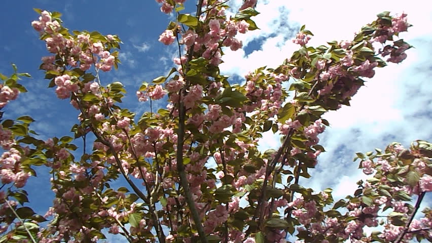 spring magnolia tree 