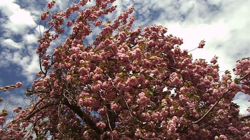 spring magnolia tree 