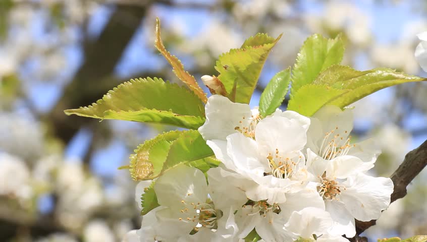 Cherry tree blossom close-up