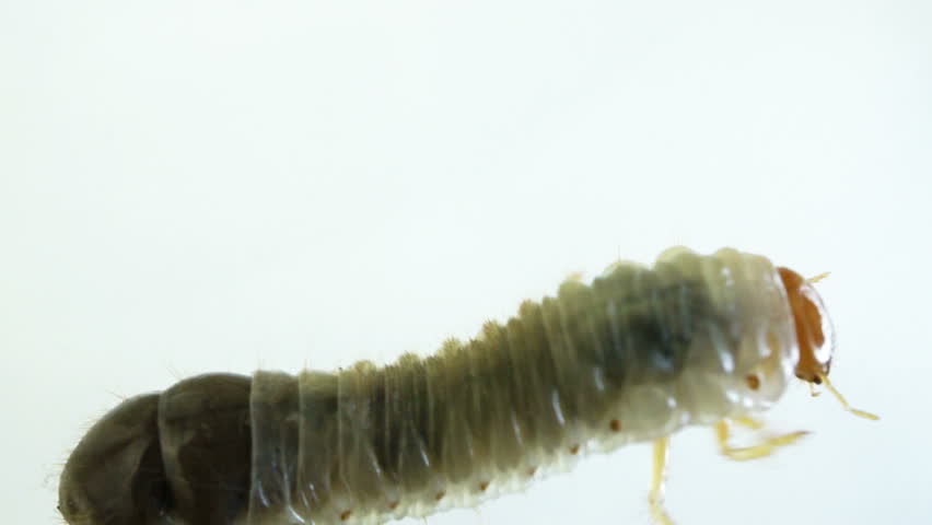 Close up shot of a June Bug larvae crawling with isolated background