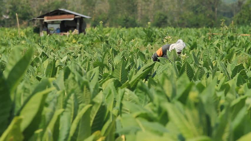 The injection site for care and maintenance by tobacco farmers before the harvest