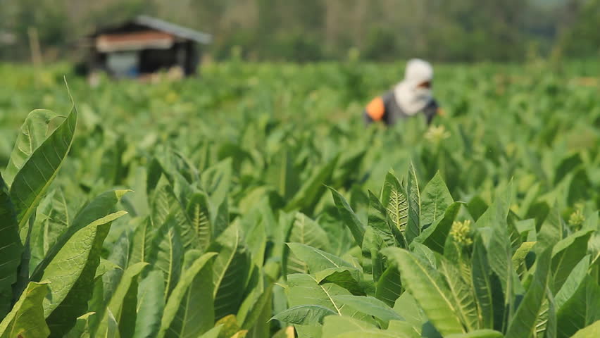 PHETCHABUN, THAILAND - MARCH 10 March 10: The injection site for care and maintenance by tobacco farmers before the harvest on March 10,2012 Phetchabun, Thailand.