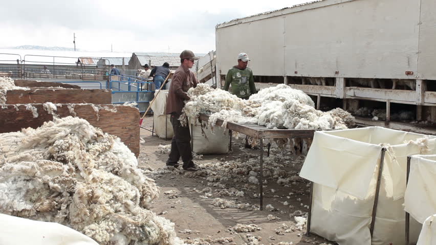 FOUNTAIN GREEN, UTAH - APRIL 12: Shearers sort and grade the quality of wool for sale on April 12, 2012 at sheep ranch in Fountain Green, Utah.