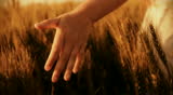Hand running through wheat green field Freedom Landscape 