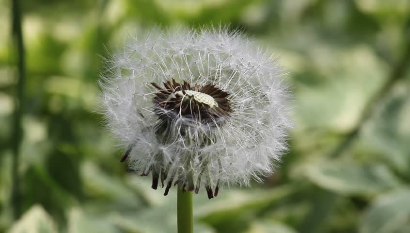 Wind Blowing On Dandelion Flower Seeds
