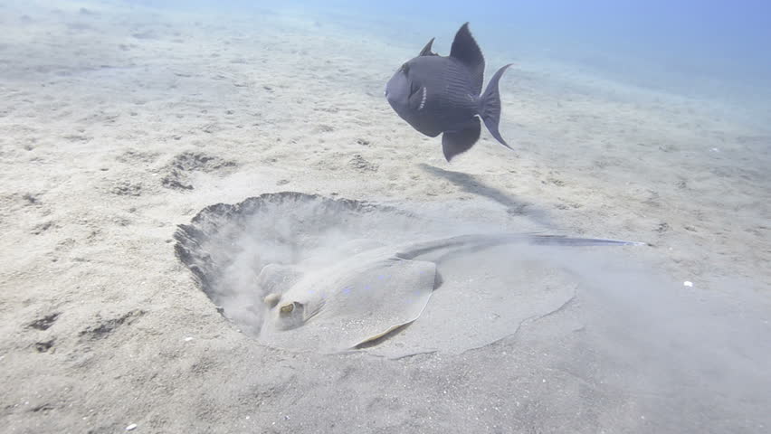 Blue spotted stingray feeding in the sand accompanied by a blue trigger fish.