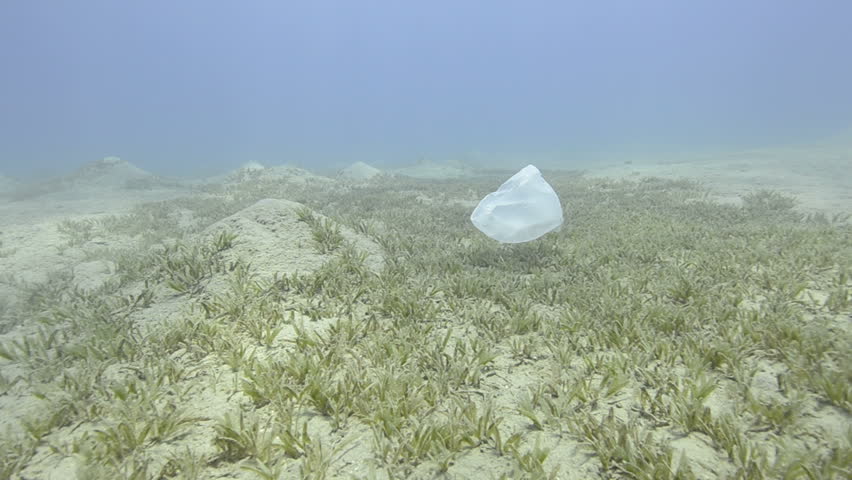 Plastic bag floating in shallow tropical water.