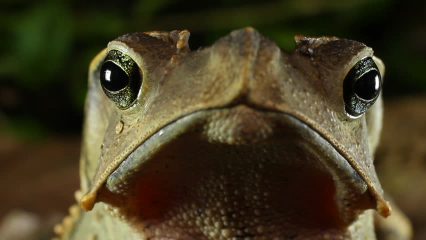 Crested Forest Toad (Rhinella dapsilis). In Yasuni National Park, Ecuador