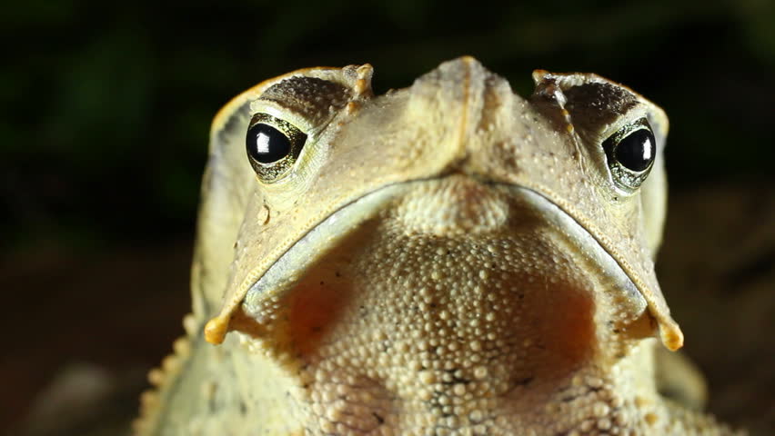 Crested Forest Toad (Rhinella dapsilis). In Yasuni National Park, Ecuador
