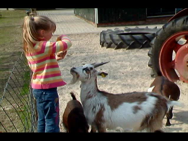 Child feeding hungry goats