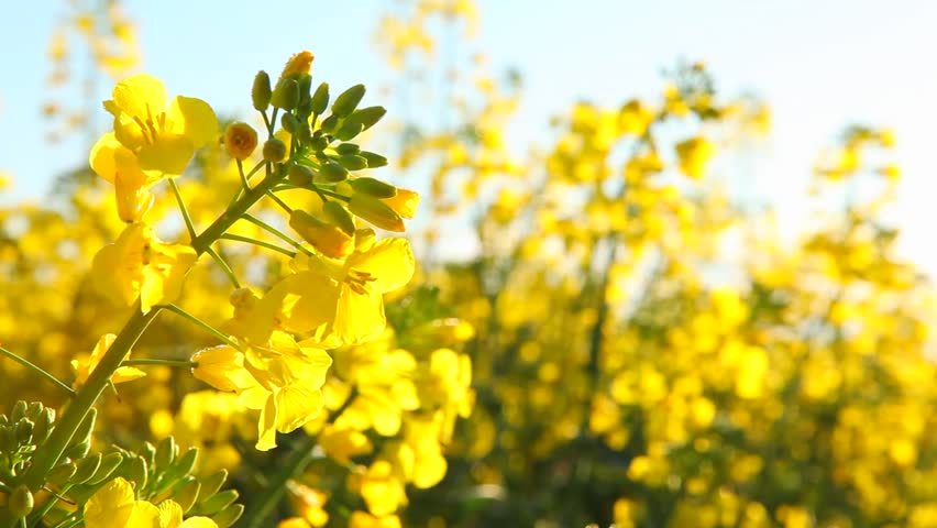 Rape seed field flowering