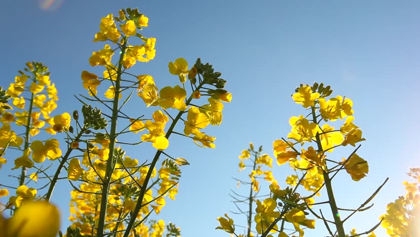 Rape seed field flowering pan right