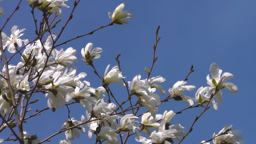 Blossoming magnolia tree