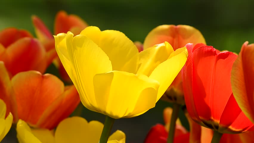Spring tulips backlit with sunlight and swaying in gentle breeze