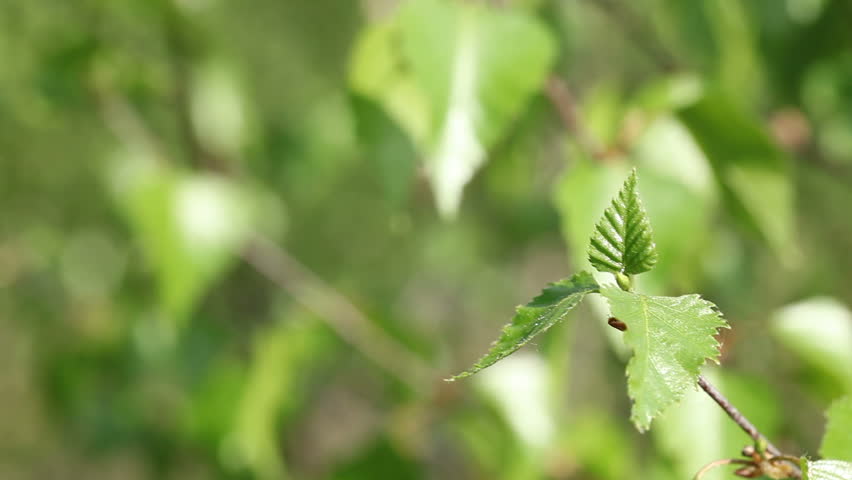 Birch tree sprout in the spring - slight wind movement