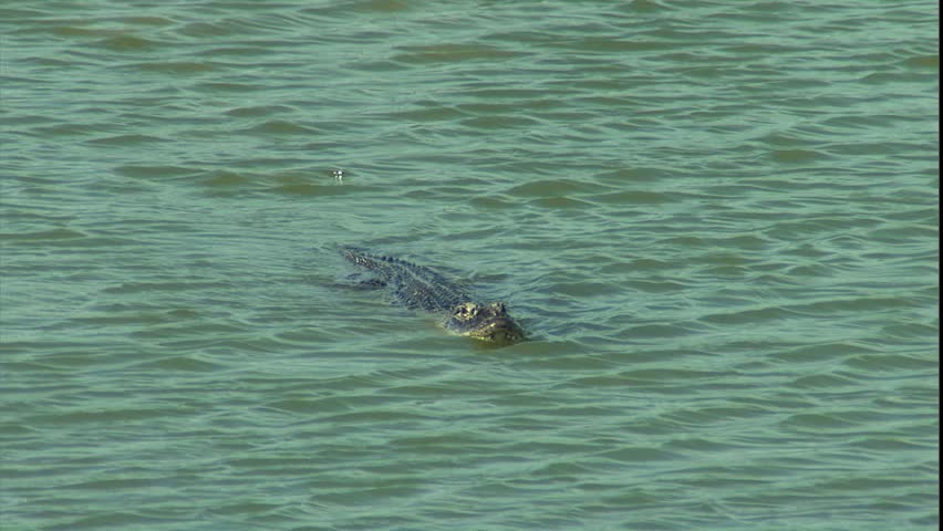 crocodile swimming toward camera in eco pond