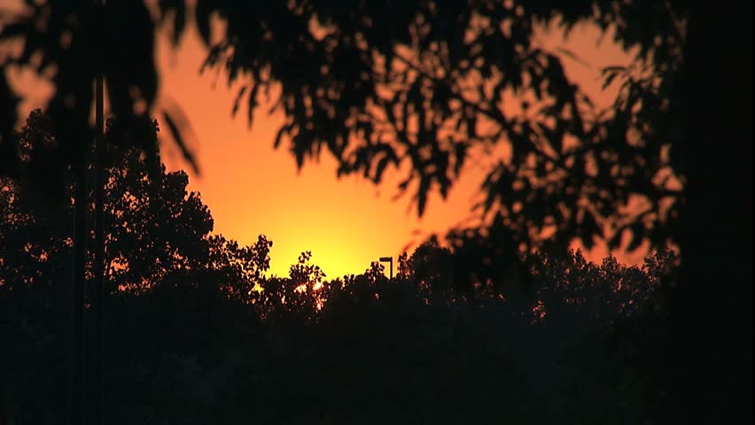Time Lapse sunrise Washington D.C. through trees