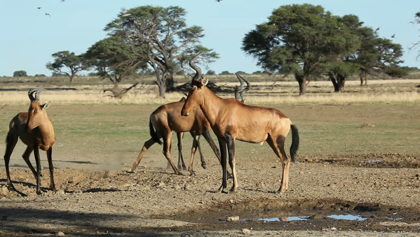 Red hartebeest (Alcelaphus buselaphus) and Cape turtle doves (Streptopelia capicola) frightened at a waterhole, Kalahari, South Africa