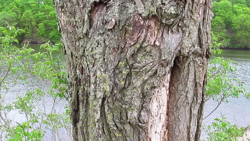 tree bark texture