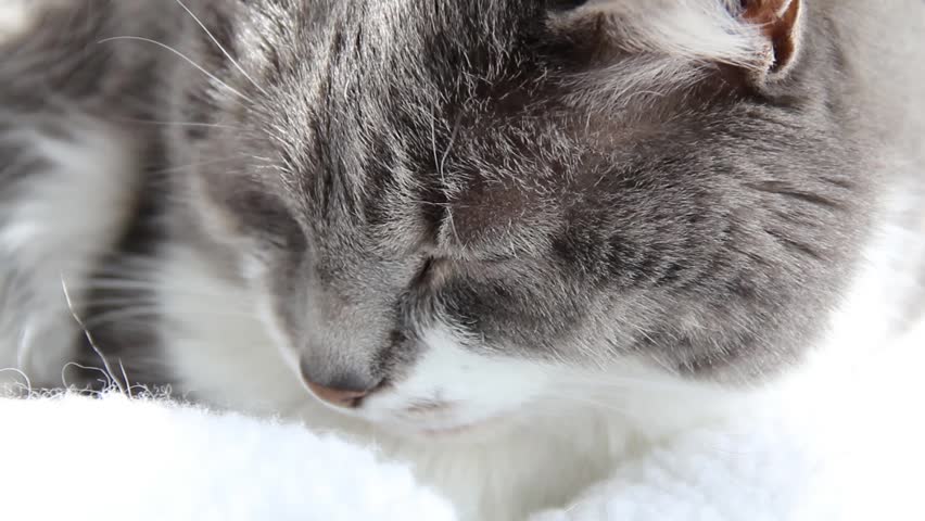 Domestic grey tabby, napping with head up.