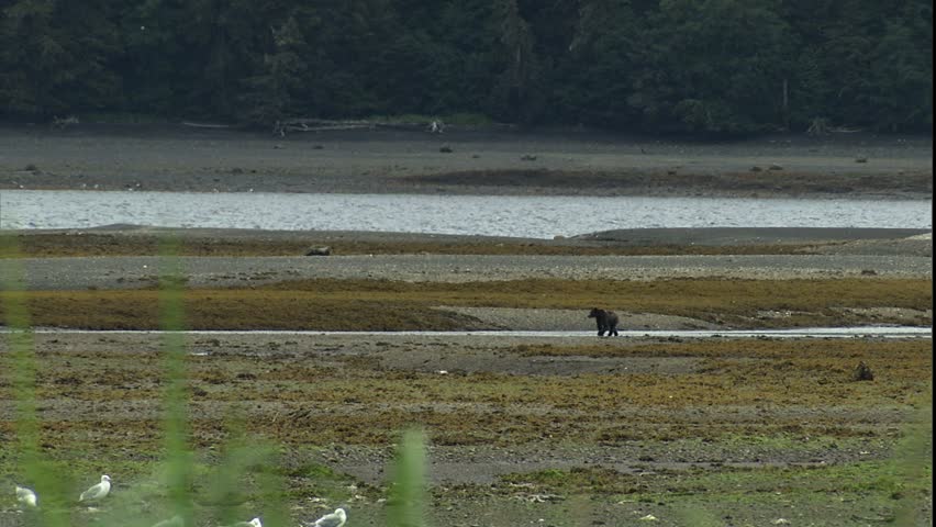 grizzly bear walking up tidal flat