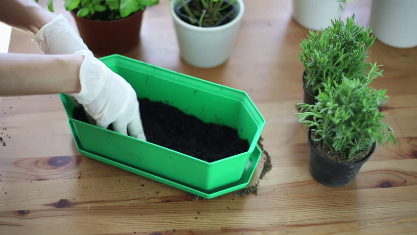 Gardener hands adding soil into flower pot
