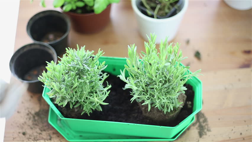 Gardener hands add soil into flower pot with lavender
