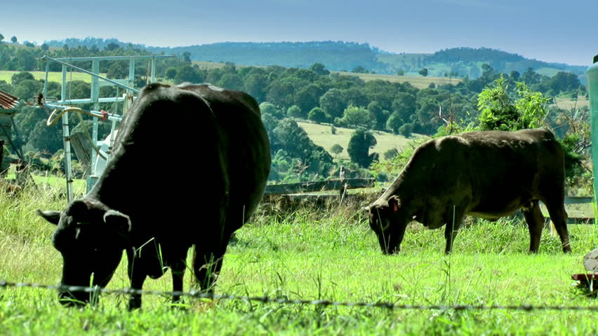 Australia - cows in field