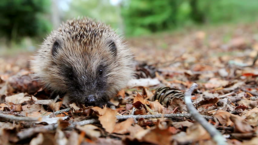 Hedgehog looks at the camera on a forest litter